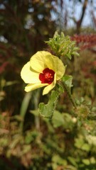 A light yellow color flower in a natural condition. saraunded by green leaf. Indian West bengal origin 