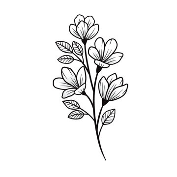 Branch sampaguita flower Hand drawn