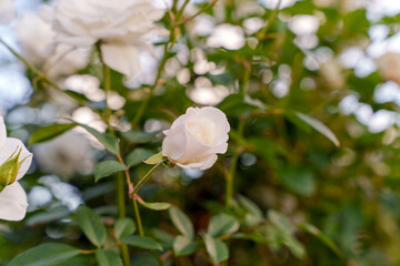 夕暮れ時の白いバラたち_02