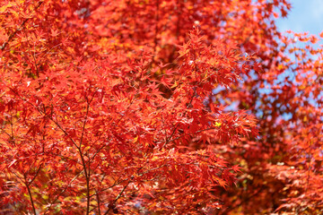 名勝・鬼ヶ嶽の紅葉	