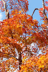 名勝・鬼ヶ嶽の紅葉	