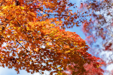 名勝・鬼ヶ嶽の紅葉	