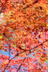 名勝・鬼ヶ嶽の紅葉	