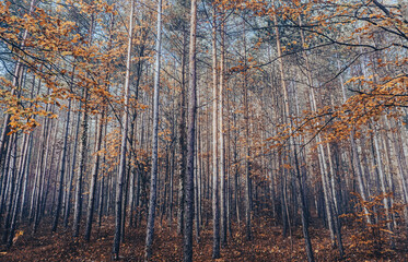 misty autumn forest