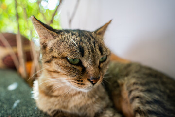 Fototapeta premium Closeup portrait of cat sitting outdoors