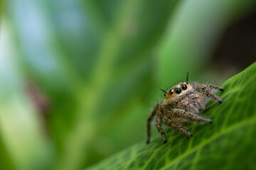 Beautiful spider with amazing eyes and details with the hairy leg