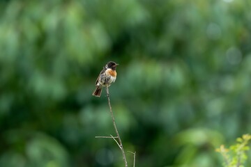 Shallow focus shot of the Brown orange European stonechat sitting on a branch in the woods