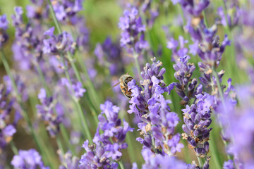 bee sucks nectar from purple lavender flowers in the field in spring
