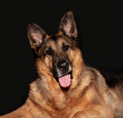 German Shepherd against a black background
