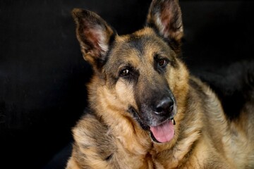 German Shepherd against a black background