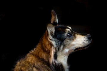 Closeup sideshot of an Australian Shepherd against a black background