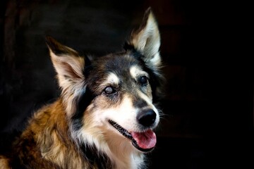 Closeup shot of an Australian Shepherd against a black background
