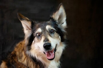 Closeup shot of an Australian Shepherd against a black background