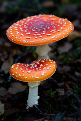fly agaric mushroom