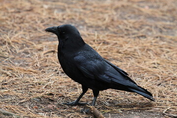 A single Crow in the forest. 