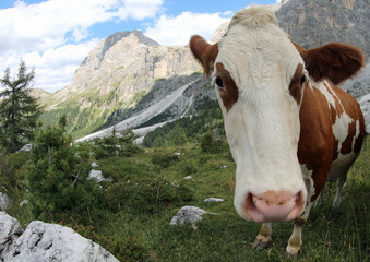 Fototapeta na wymiar Muzzle of cow photographed with fisheye lens very close