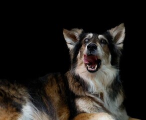 Australian shepherd against a black background