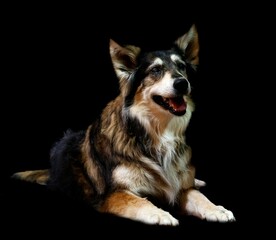 Australian shepherd against a black background