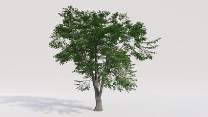 Beech tree on white background. 3d render.