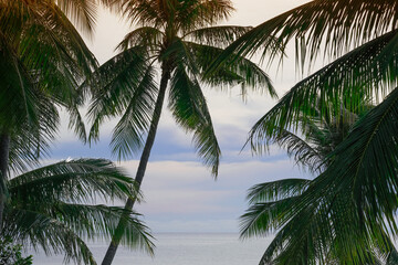 Fototapeta na wymiar beautiful fresh green coconut palm leaves tree curve shape on blue sky background and ocean. sharp leaves plant tropical fruit trees in thailand