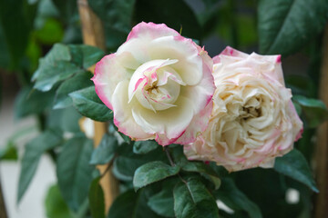 contrast beauty fresh and wilt of soft red mix white apple jack rose flower  multi petals abstract shape with green leaves in botany garden. symbol of love in valentine day. soft fragrant aroma flora.