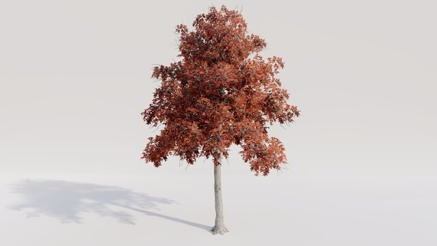 Black gum tree on white background. 3d render.
