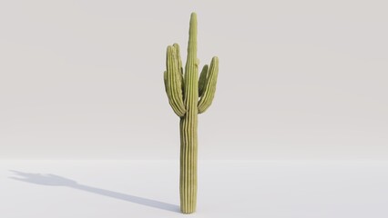 Saguaro cactus on white background. 3d render