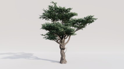 Acacia tree on white background. 3d render.