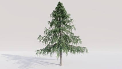 Alaska cedar tree on white background. 3d render.