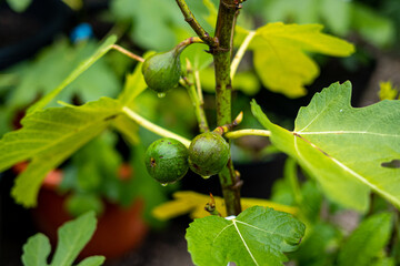 Obraz premium Mediterraner Garten