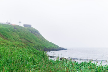 blurred seashore landscape, focus on near grass