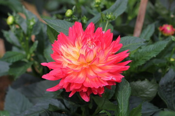 red dahlia flower in garden