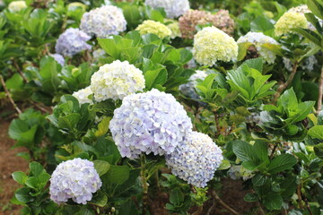 flowers in a beautiful garden