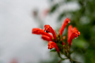 Feigengarten und Pflanzen