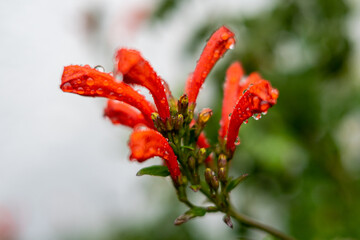 Feigengarten und Pflanzen