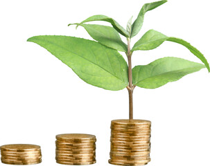 Plant growing from coins - isolated image