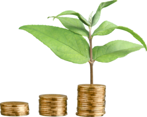 Plant growing from coins - isolated image