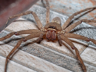Tropical spider on the bathroom wall