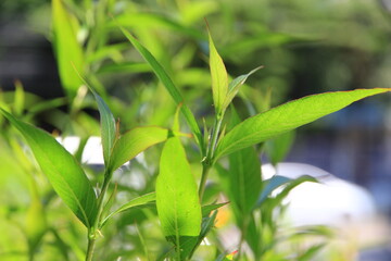 Soft green leaves with natural color background is bokeh.