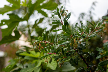 Feigengarten und Pflanzen
