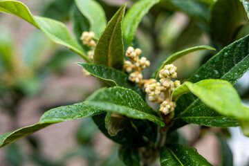 Feigengarten und Pflanzen