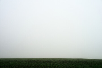 green field and foggy sky