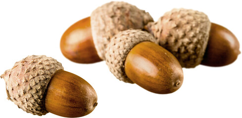 Brown Acorns - Isolated © BillionPhotos.com
