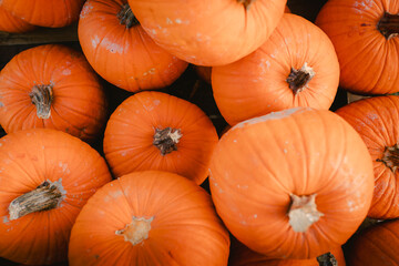 Detail of pile of pumpkins for Halloween festivities