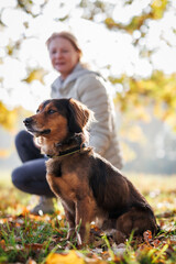 Woman with her dog relaxing in autumn park. Small mixed breed dog