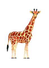 watercolor giraffe  isolated on a white background. Realistic tropical animal illustration.