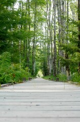 Vertical shot of the Jesup Path, Acadia National Park
