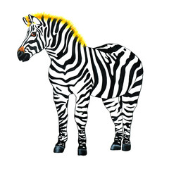watercolor  zebra isolated on a white background. Realistic tropical animal illustration.