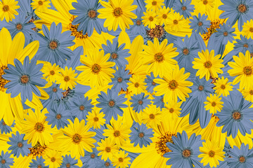 Naklejka na ściany i meble yellow and blue flowers,flowery texture,background,full frame