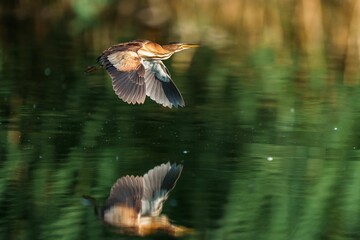 Selective focus shot of a little bittern bird flying over a lake